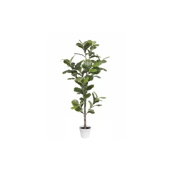 Algreen 70" Ficus