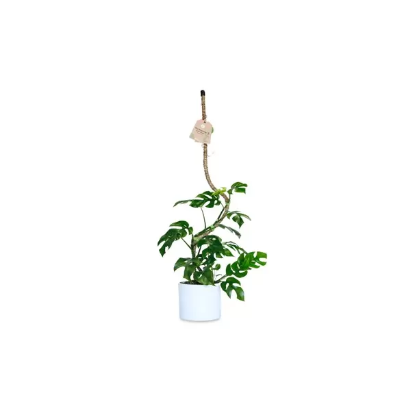 Mossify 42" Bendable Coir Pole