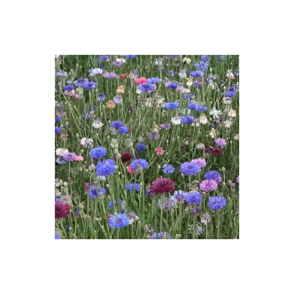 BACHELOR BUTTONS - 1/4 OZ EACH