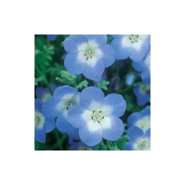Nemophila, Baby Blue Eyes oz