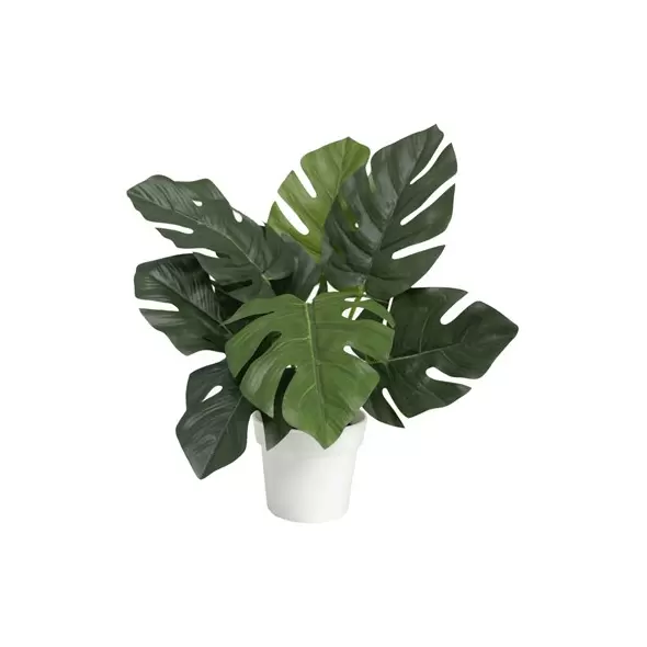 Algreen 12" Monstera