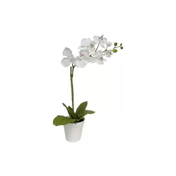 Algreen 20" Orchid White