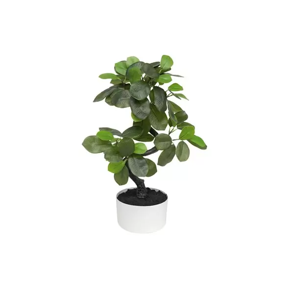 Algreen 18" Snake Shape Ficus