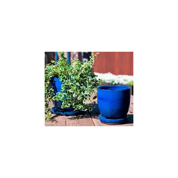 Verandah 7" Fbl Maui Pot