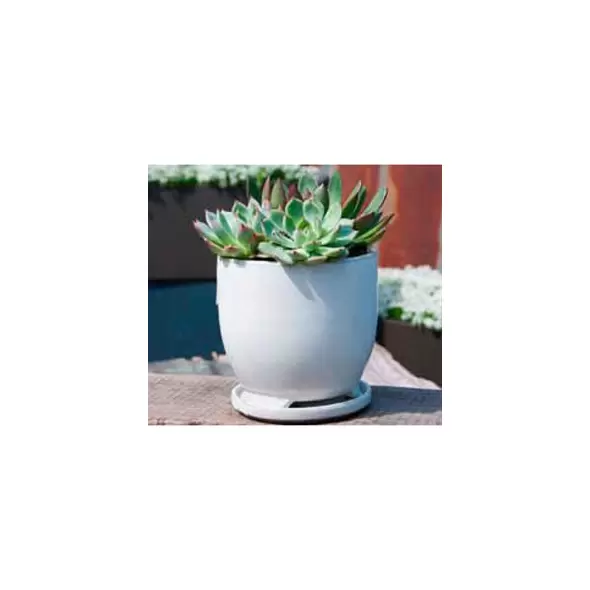 Verandah 5" Wsp Maui Pot
