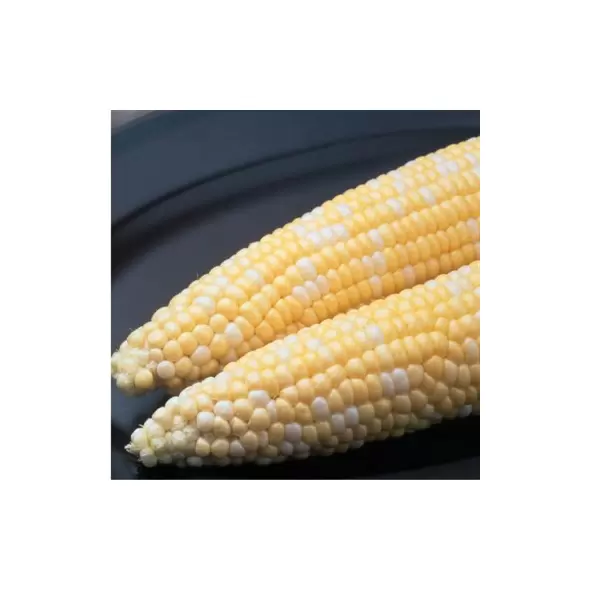 CORN, AMBROSIA 25