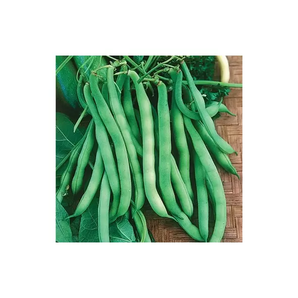 Beans, Burpee Stringless - 25lb