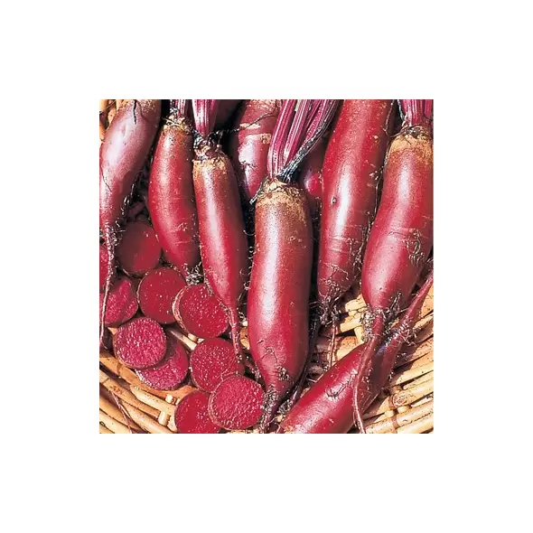 Beets, Cylindra - 1/2oz