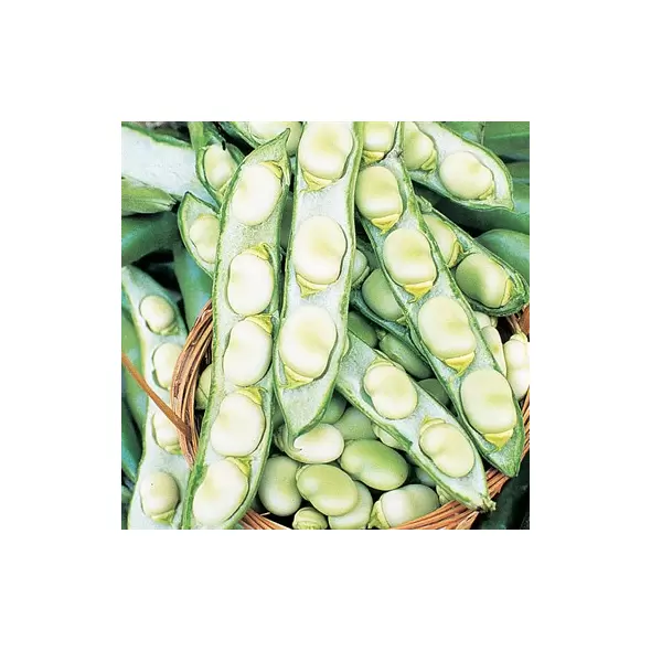 Beans, Fava Broad Windsor - 50lb