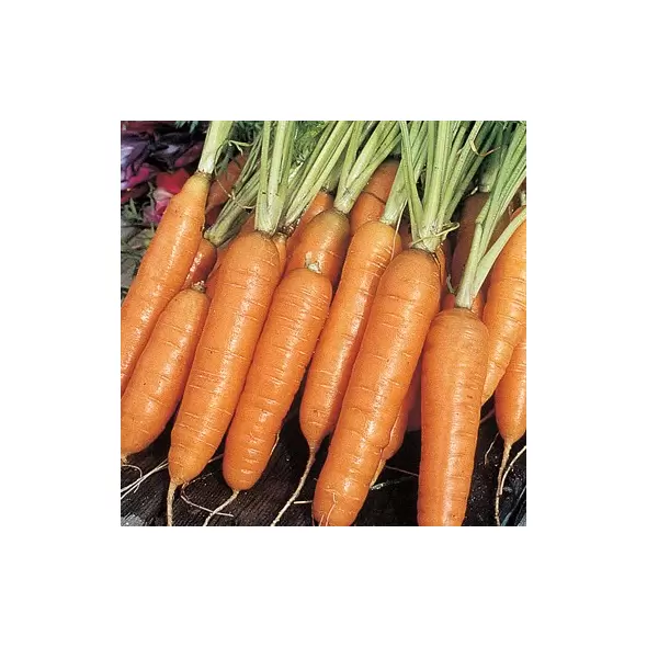 Carrot, Nantes Coreless - 1lb