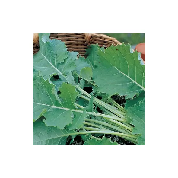 Kale, Hanover Salad - 4oz
