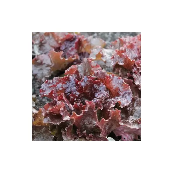 Lettuce, Red Sails 1/2oz Each