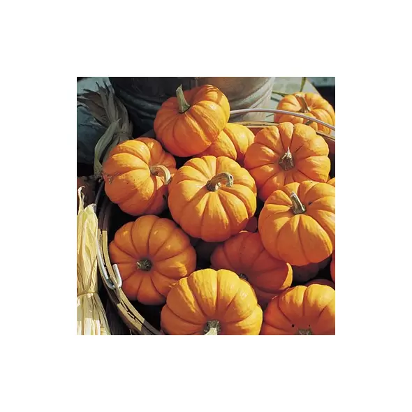 Pumpkin, Jack-B-Little - 1/2lb