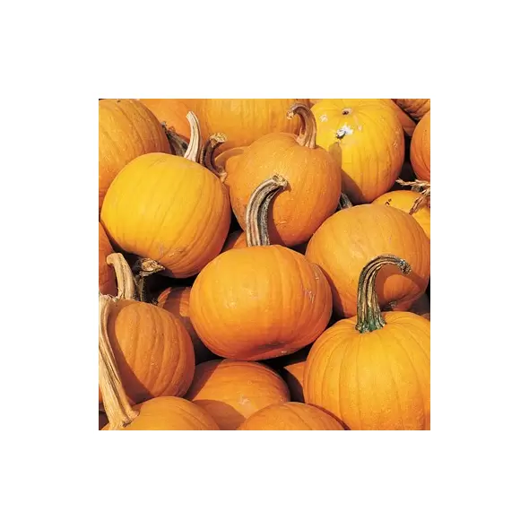 Pumpkin, Small Sugar Pie - 1/2lb