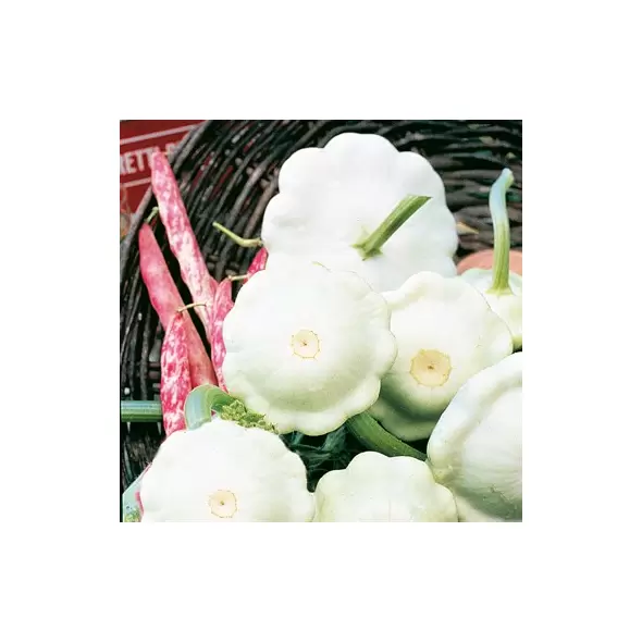 SQUASH, EARLY WHIT BUSH 1/2 LB EACH