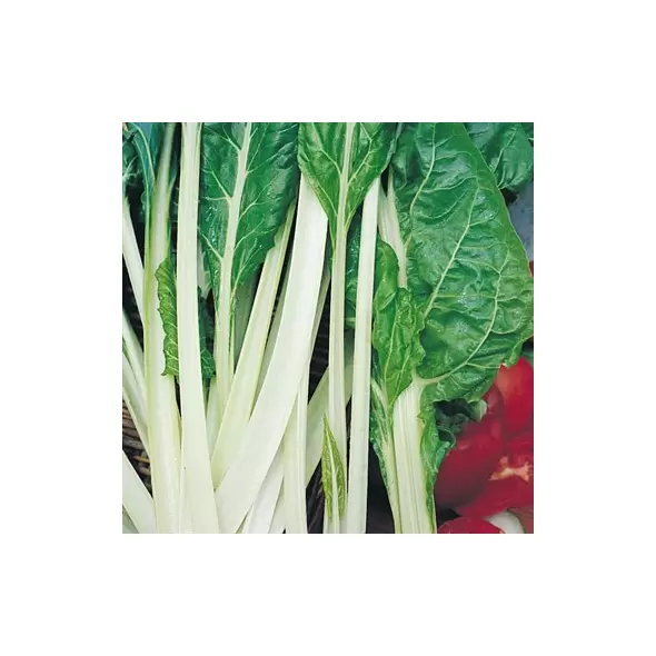 Swiss Chard, Lucullus - 1/2oz