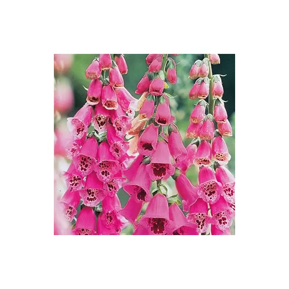 FOXGLOVE, FOXY ANNUAL 1/4 OZ. EACH