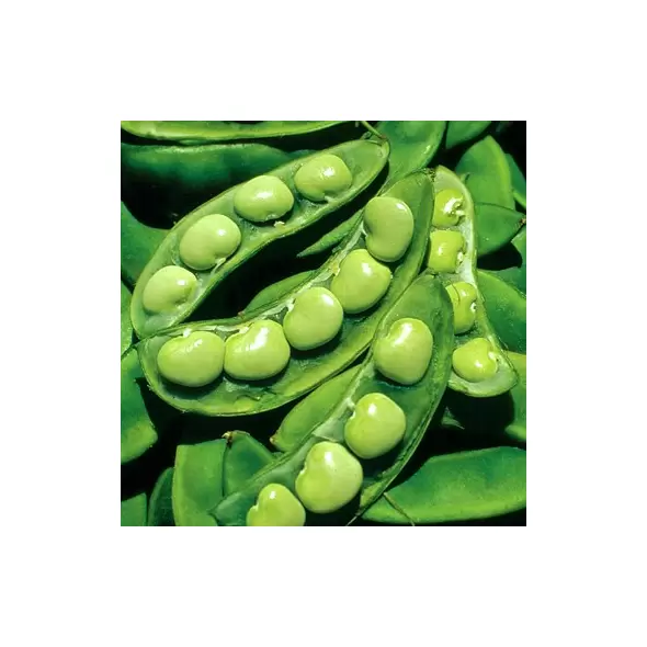 Limas, King Of Garden Pole - 50lb