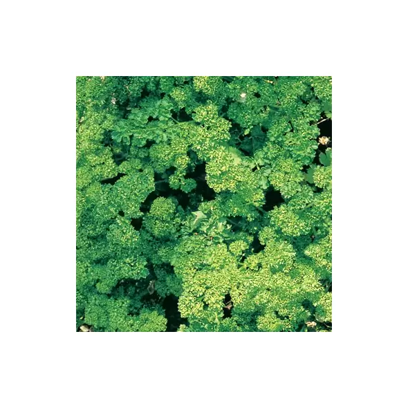 Parsley, Triple Curled 1 oz