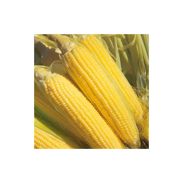 Corn, Iochief - 50lb