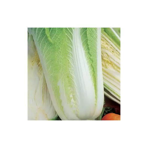 CABBAGE, MICHIHLI CHINESE 1 LB EACH