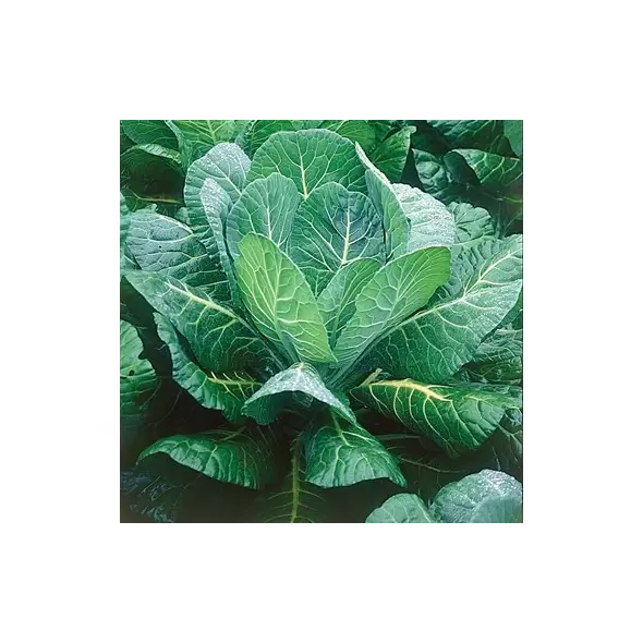 Collards, Morris Heading - 1/2oz