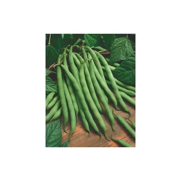ORGANIC BLUE LAKE BUSH 50