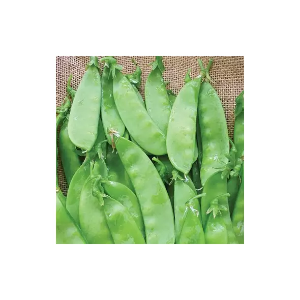 Peas, Oregon Sugar Pod II - 1lb