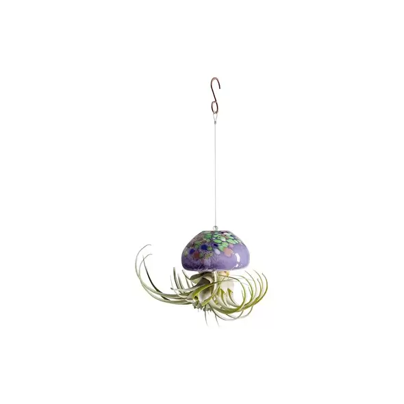 APM Air Plant Jellyfish Large Mix Purple