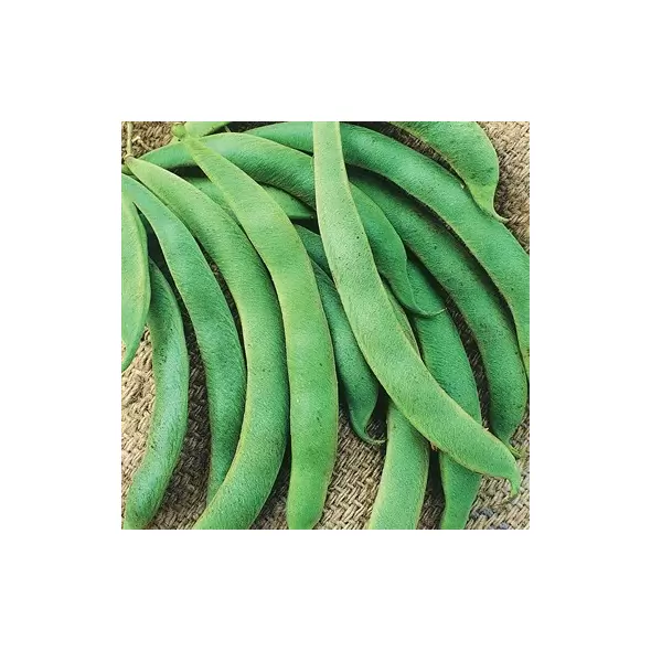 Beans, Volunteer Half Runner Treated - 25lb