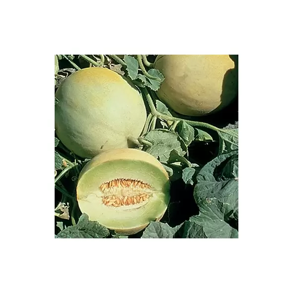 Cantaloupe , Earli-Dew Hyb - 1,000 Sd Ct