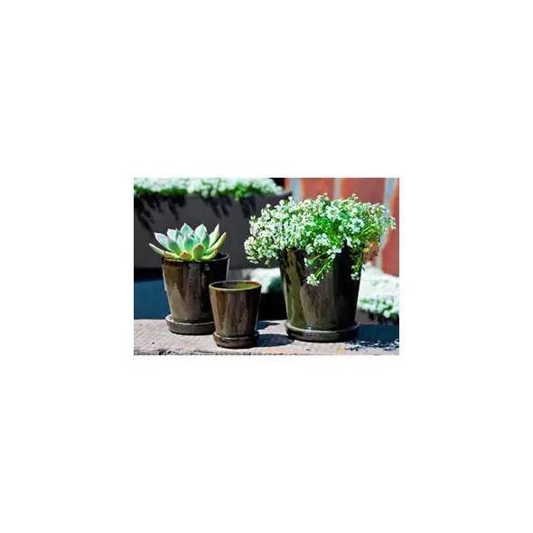 Verandah 5.5" Lilac Size A Tgn