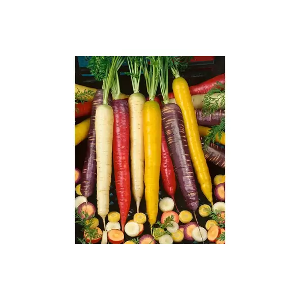 Carrot, Rainbow Blend - 1,000 Seed Count