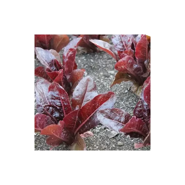 Lettuce, Red Romaine 10,000 Seed Count