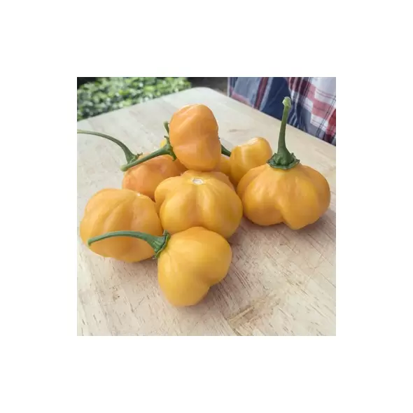 Peppers, Scotch Bonnet Orange - 5,000 Seed Count