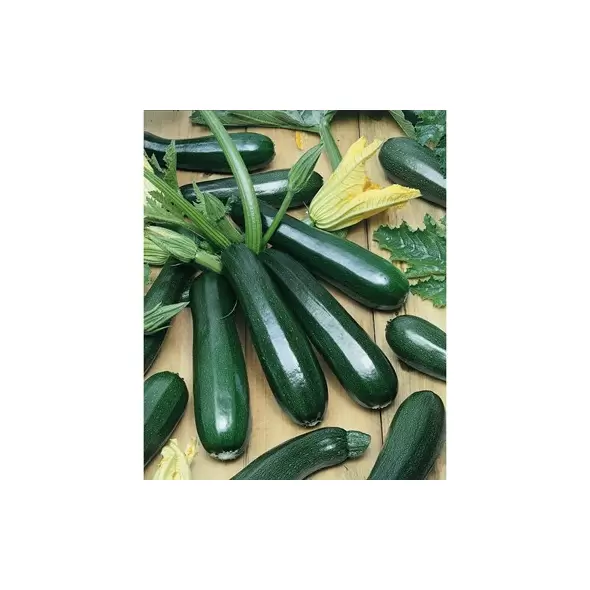Squash, Black Coral F1 - 500 Seed Count
