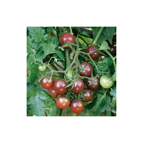 Tomato, Black Cherry - 100 Seed Count