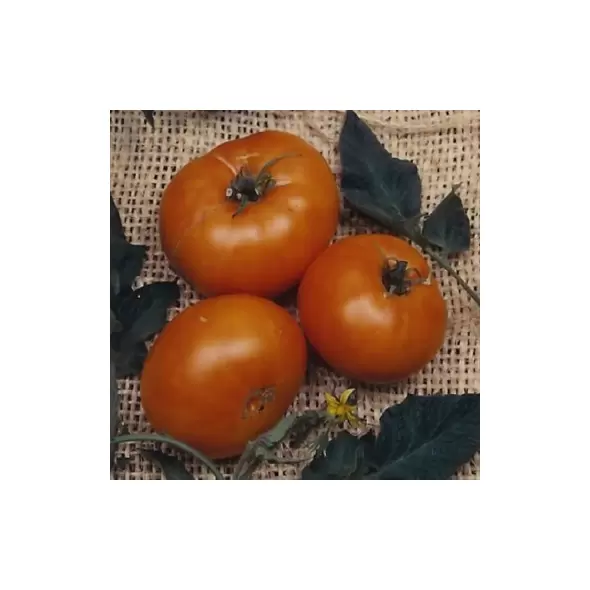 Tomato, Brandywine Yellow - 500 Seed Count