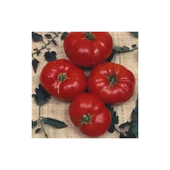 Tomato, Box Car Willie - 10,000 Seed Count