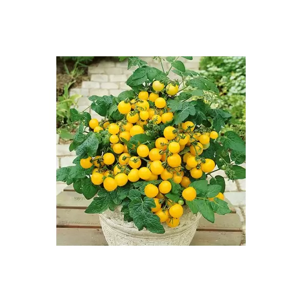 Tomato, Patio Choice Yellow - 1,000 Seed Count
