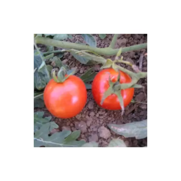 Tomato, Wisconsin 55 - 5,000 Seed Count