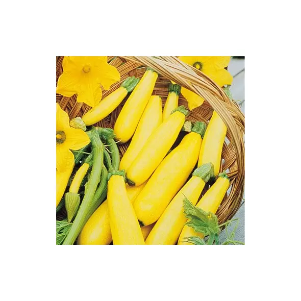 Squash, Golden Delight 3M Seeds Treated