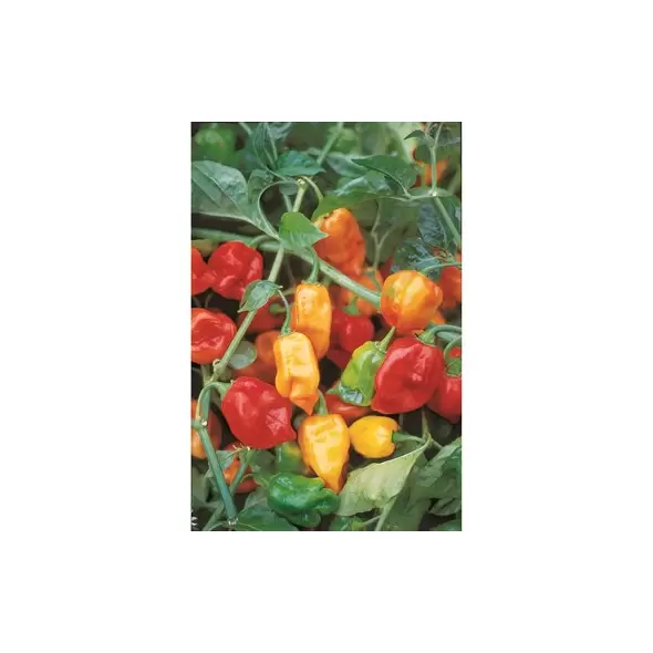 Peppers, Habanero Orange - 1/2oz