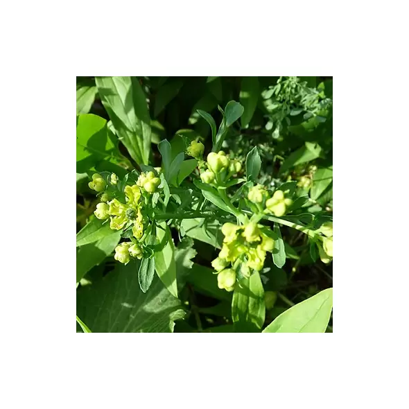Ruta Rue 1/16 oz
