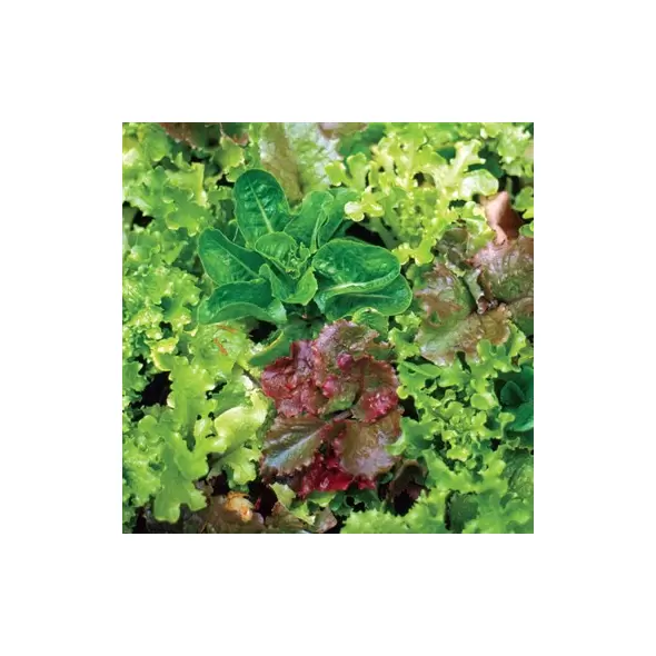 Lettuce, Mesclun Mix 500 Seed Count