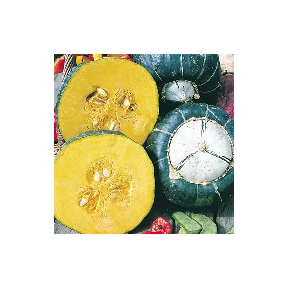 Squash, Burgess Buttercup - 10,000 Seed Count