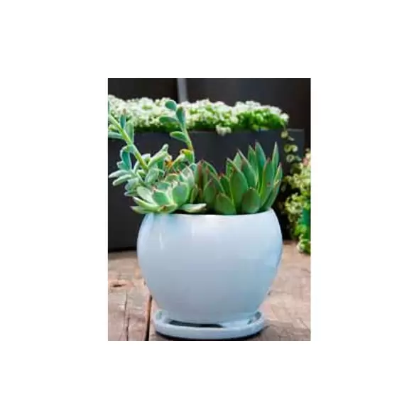 Verandah 6" Gerberba Sz B Wsp