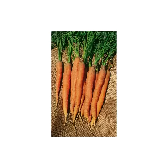 Carrot, Little Finger - 1/2oz