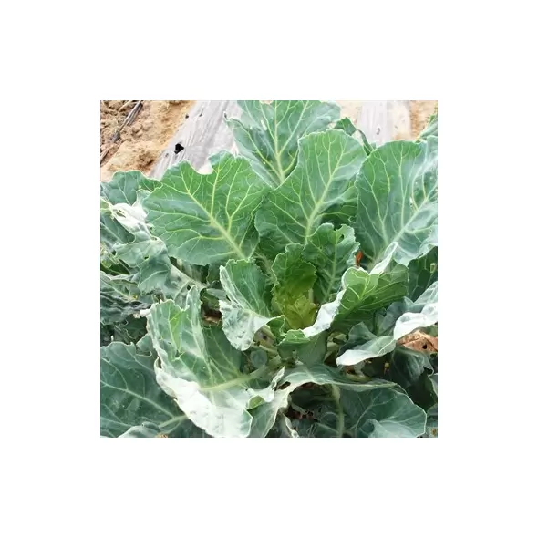 Collards, Vates - 1/2oz