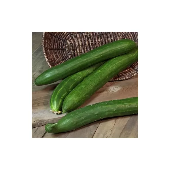 CUCUMBER, BURPLESS